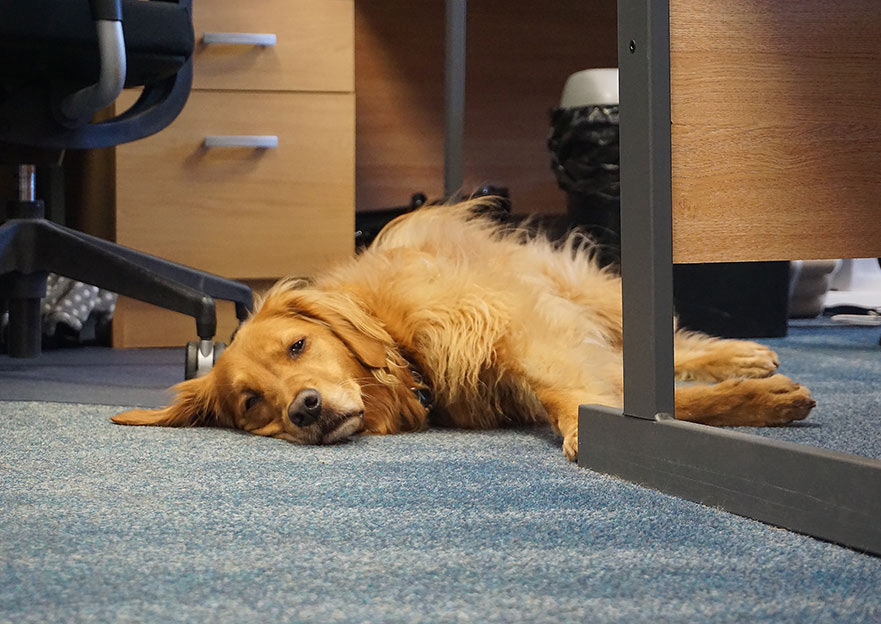 Photograph of a red retriever dog lying on the floor of an office, looking at the camera.